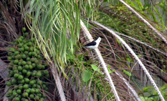 Fluvicola albiventer