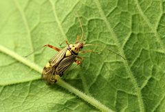 Rhabdomiris striatellus