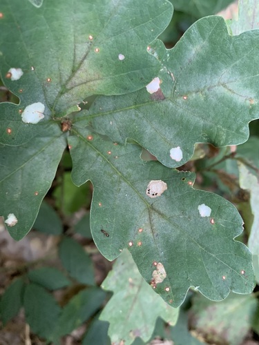 Oak Carl, WUR, NL , photo 7 of 10