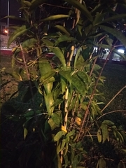 Dracaeneae