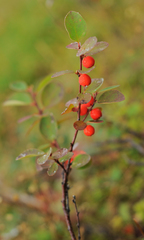 Cotoneaster uniflorus