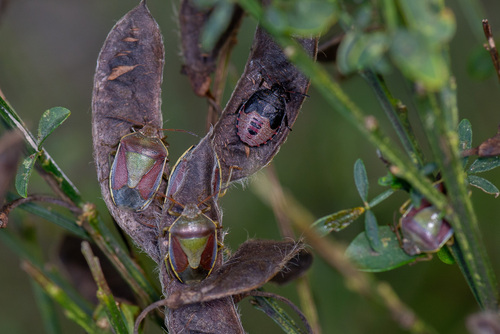 Gorse Shield Bug