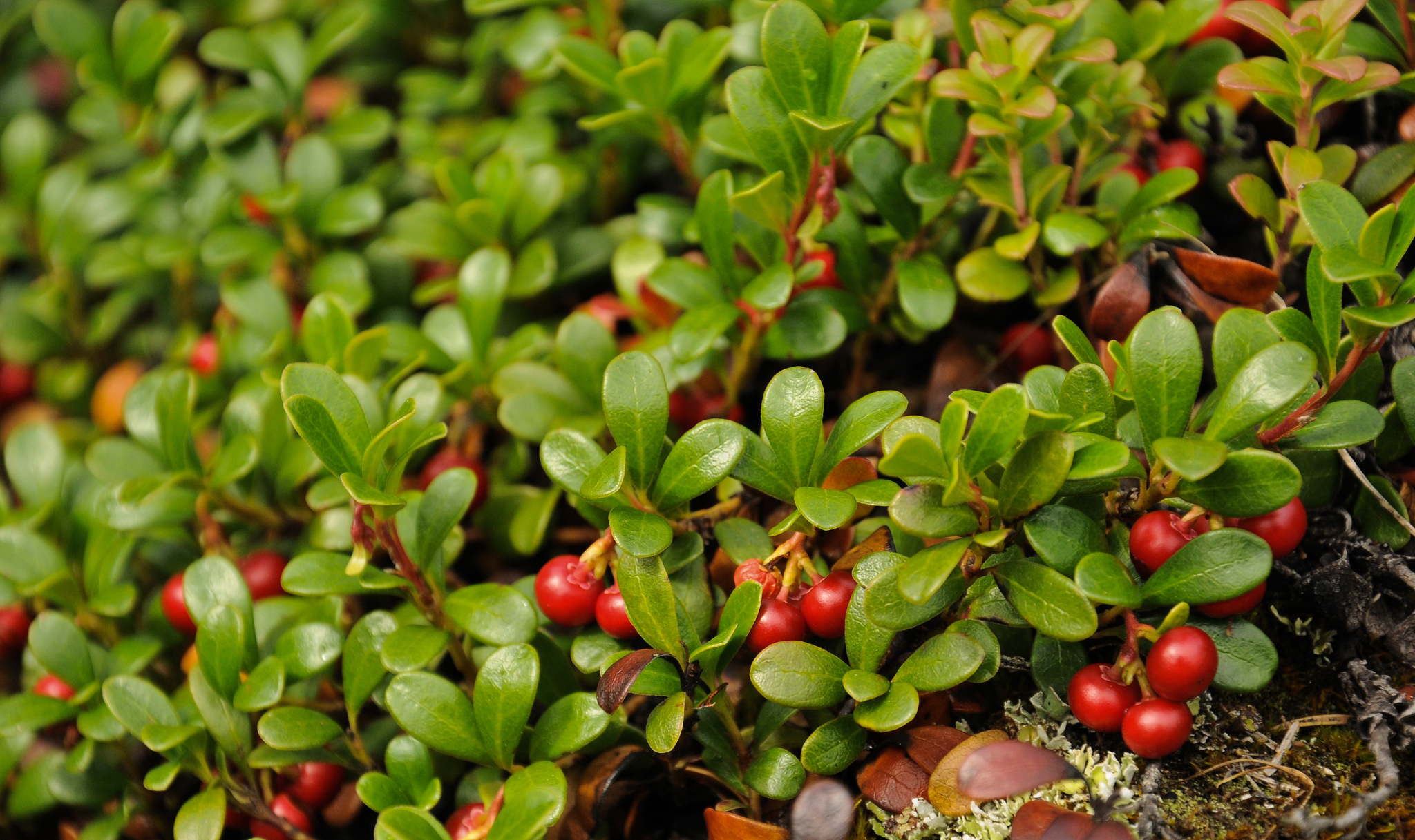 bearberry (arctostaphylos uva-ursi) · inaturalist