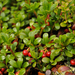 Bearberry - Photo (c) Dmitry Ivanov, some rights reserved (CC BY-NC)