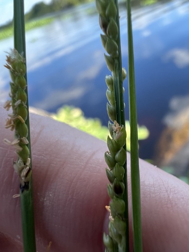 Paspalidium geminatum iNat (2)