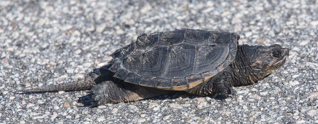 Common Snapping Turtle from Hyde County, NC, USA on September 5, 2023 ...