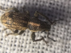 Andrion regensteinense