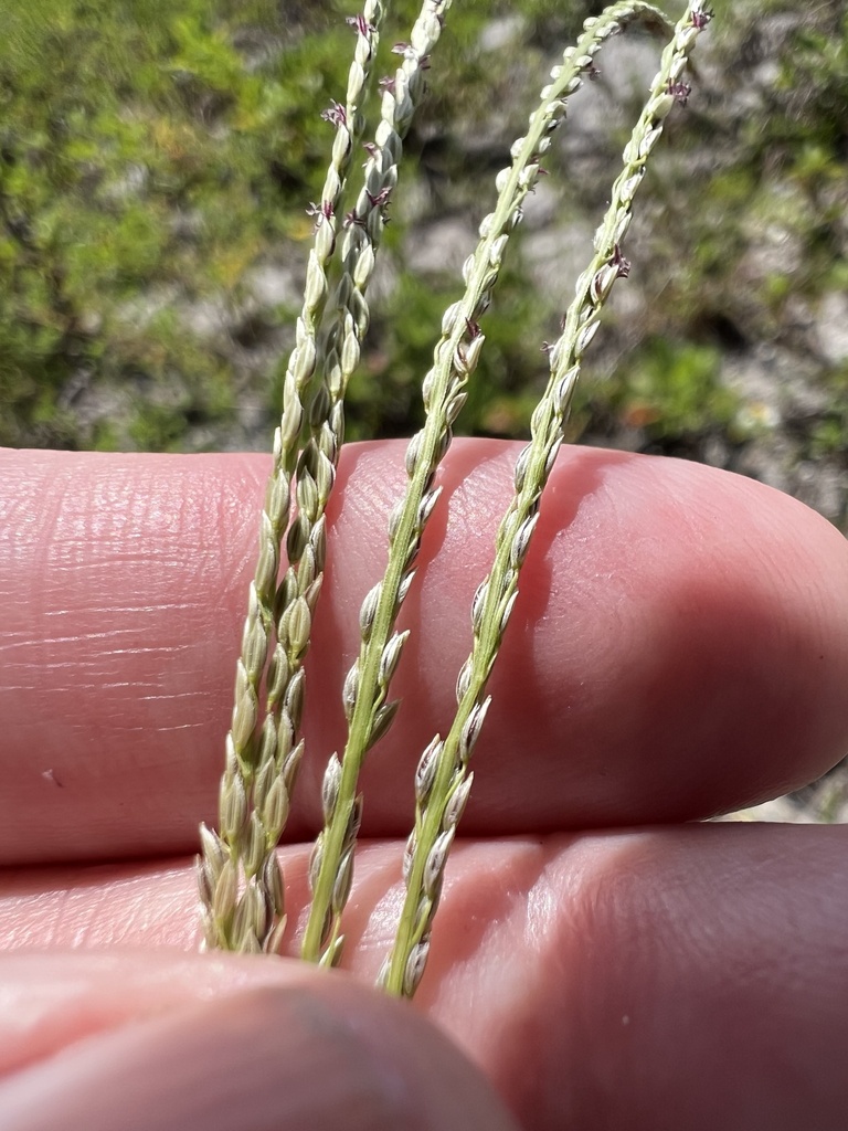 Violet Crabgrass from Okeechobee, FL, US on September 6, 2023 at 11:50 ...