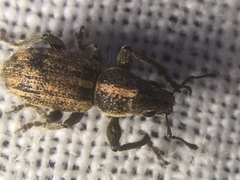 Andrion regensteinense