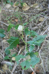 Chenopodiastrum hybridum