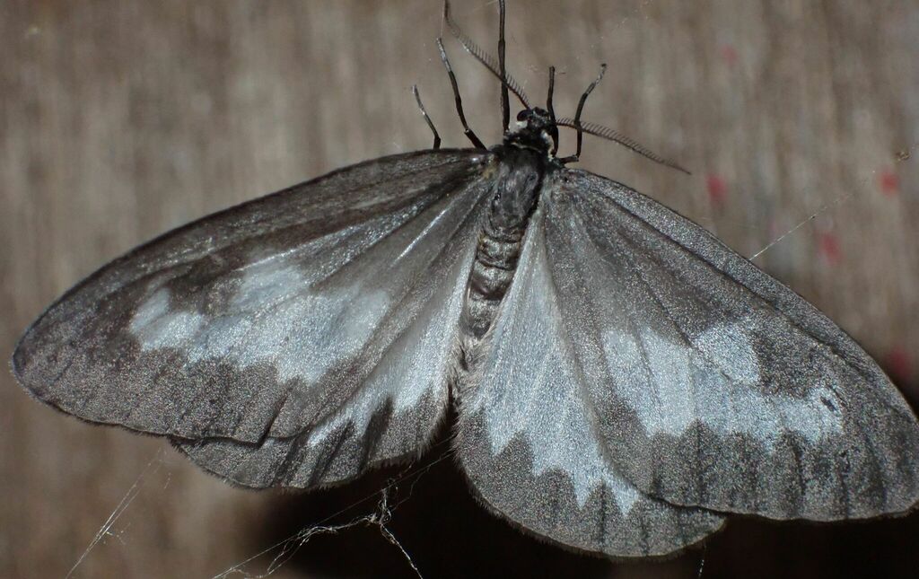 Naxa craspedota (Naxa craspedota)