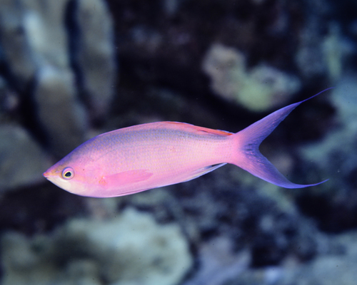 Mirolabrichthys pascalus