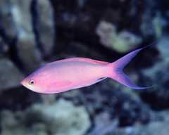 Mirolabrichthys pascalus