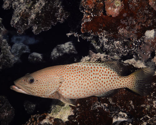 Anyperodon leucogrammicus