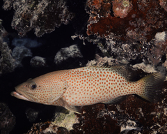 Anyperodon leucogrammicus