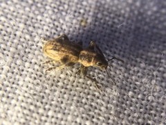 Andrion regensteinense