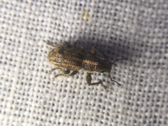 Andrion regensteinense