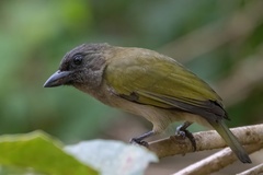 Green Barbet photo 2