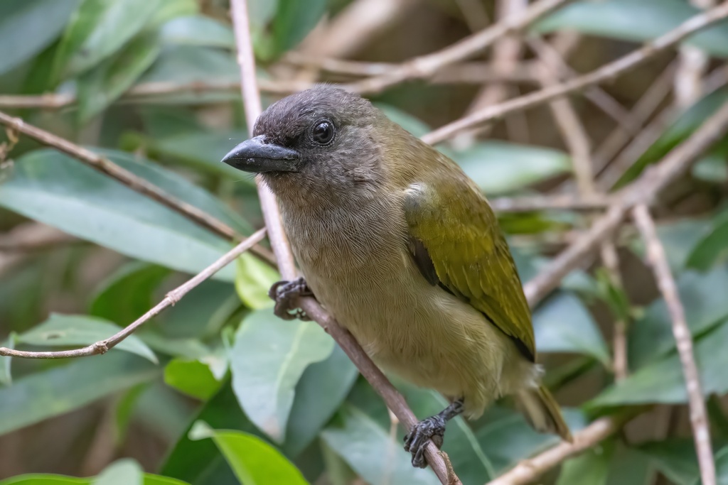 Green Barbet