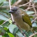 Green Barbet - Photo (c) Alex, some rights reserved (CC BY-NC), uploaded by Alex