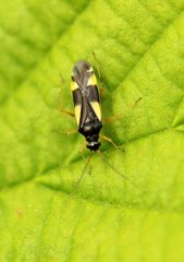 Dryophilocoris flavoquadrimaculatus