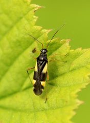 Dryophilocoris flavoquadrimaculatus