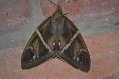 Eupalamides boliviensis