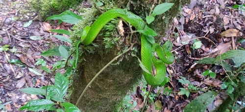 Yellow-blotched Palm Pit Viper