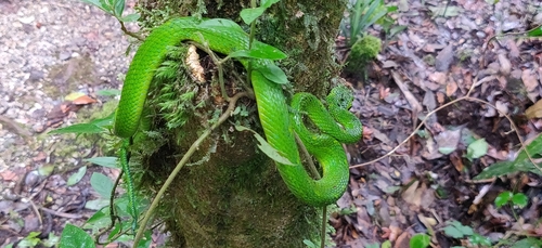 Yellow-blotched Palm Pit Viper