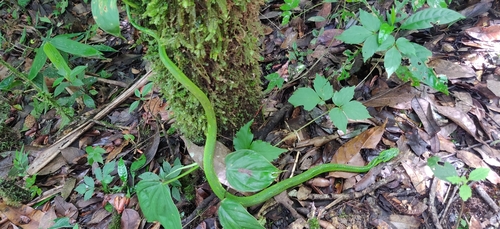Yellow-blotched Palm Pit Viper