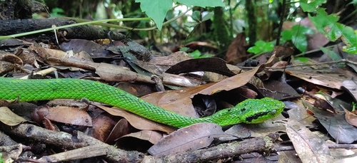 Yellow-blotched Palm Pit Viper