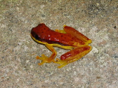 Dendropsophus rhodopeplus