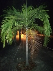 Arecaceae