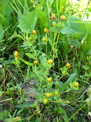 Trifolium spadiceum