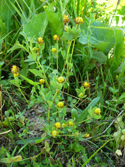 Trifolium spadiceum