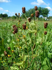 Trifolium spadiceum