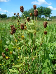Trifolium spadiceum