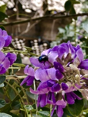 Osmia ribifloris ribifloris