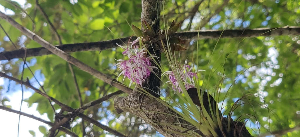 Macroclinium bicolor