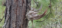 (c) T R Shankar Raman, some rights reserved (CC BY) Tillandsia seleriana, photograph (c) T R Shankar Raman, some rights reserved (CC BY)
