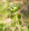 Callitriche heterophylla - Photo (c) 2009 Zoya Akulova, algunos derechos reservados (CC BY-NC)