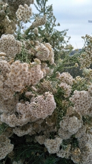 Ozothamnus leptophyllus