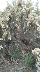 Ozothamnus leptophyllus