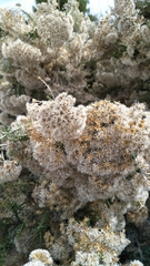 Ozothamnus leptophyllus