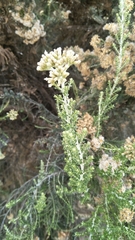 Ozothamnus leptophyllus