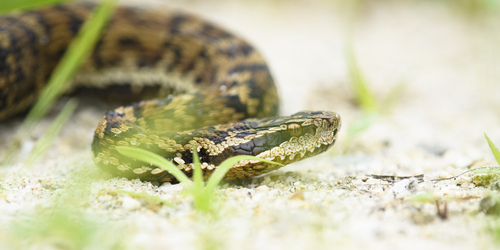 Gloydius qinlingensis