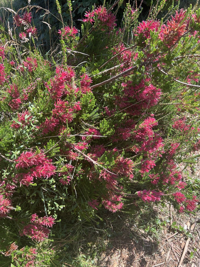 Dicots From College Of The Redwoods Del Norte Crescent City CA US On
