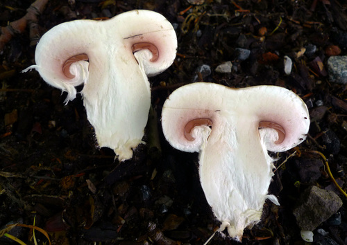 Pavement Mushroom