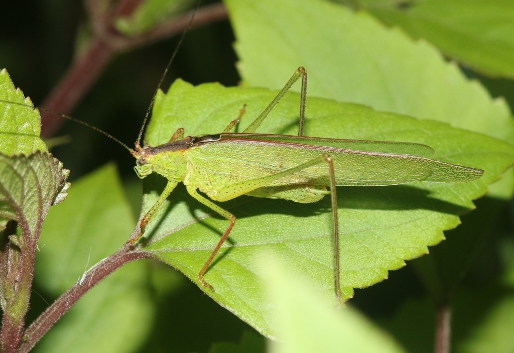 Letana recticercis