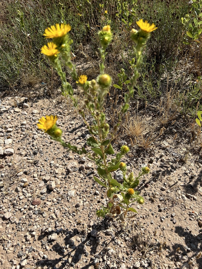 Spanish Gold from 87th St, Lubbock, TX, US on September 6, 2023 at 10: ...